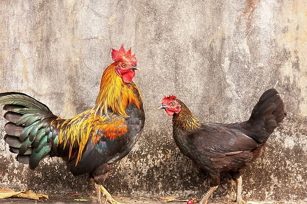 Laos, Luang Prabang. Chickens. A rooster and a hen