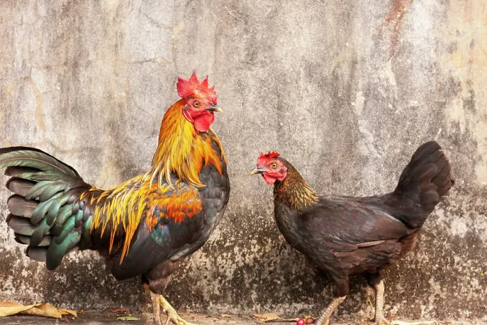 Framed Print : Laos, Luang Prabang. Chickens. A rooster and a hen