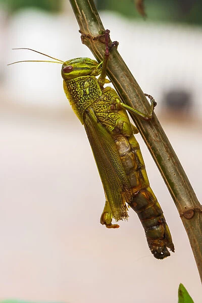Laos, Luang Prabang Close-up of grasshopper