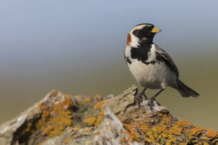 Framed Print : Lapland longspur