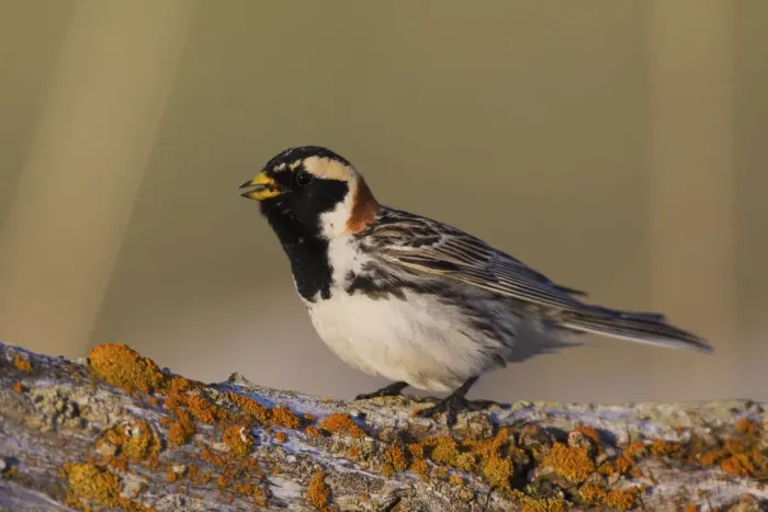 Framed Print : Lapland Longspur singing Framed Print : Lapland Longspur singing