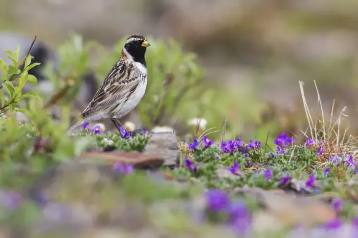 Framed Print : Lapland Longspur, Tundra Color