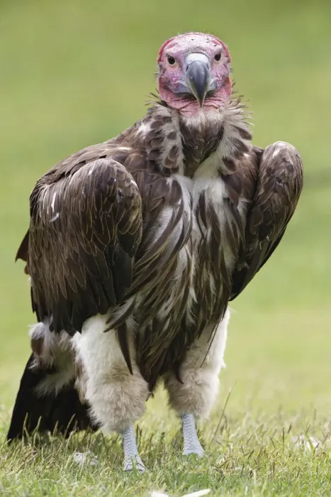 Framed Print : Lappet-faced vulture or Nubian Vulture Framed Print : Lappet-faced vulture or Nubian Vulture