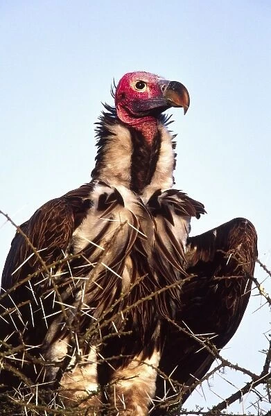 Lappet-faced Vulture, Torgos tracheliotus, Tanzania Africa