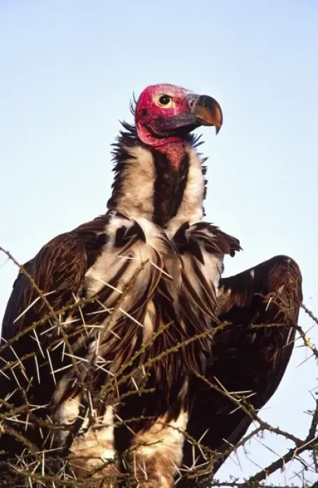 Framed Print : Lappet-faced Vulture, Torgos tracheliotus, Tanzania Africa Framed Print : Lappet-faced Vulture, Torgos tracheliotus, Tanzania Africa