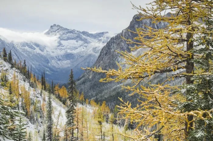 Framed Print : Larches displaying golden autumn color after fresh snowfall at Cutthroat Pass Framed Print : Larches displaying golden autumn color after fresh snowfall at Cutthroat Pass