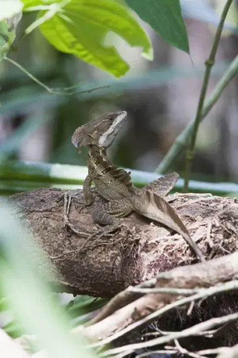Framed Print : A large adult male Brown Basilisk (Basiliscus vittatus) blends into the thick rainforest