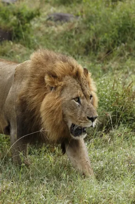 Framed Print : Large adult male lion, Lake Nakuru National Park, Kenya, Africa Framed Print : Large adult male lion, Lake Nakuru National Park, Kenya, Africa