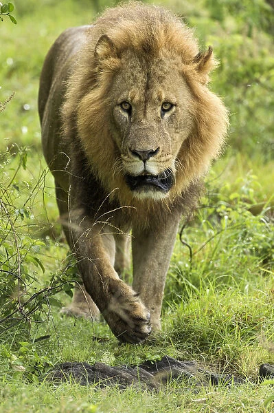 Large adult male Lion walking toward camera, Lake Nakuru National Park, Kenya, Africa