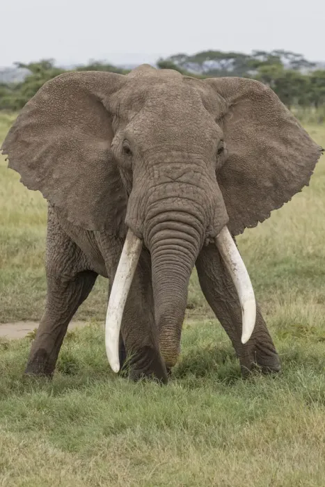 Framed Print : Large African bull elephant, Serengeti National Park, Tanzania, Africa Framed Print : Large African bull elephant, Serengeti National Park, Tanzania, Africa