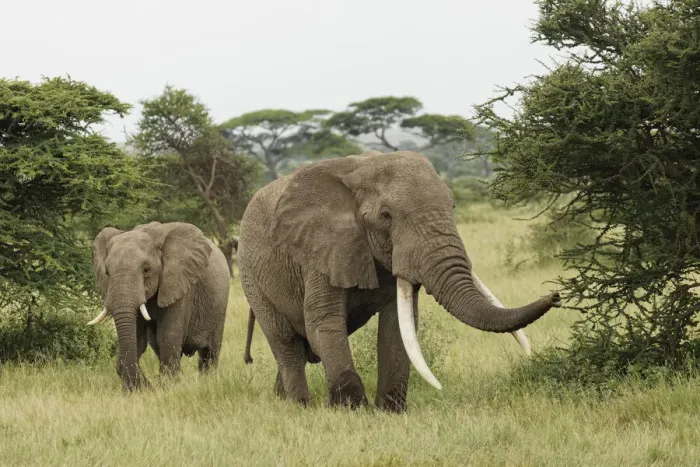 Framed Print : Large African bull elephant, Serengeti National Park, Tanzania, Africa Framed Print : Large African bull elephant, Serengeti National Park, Tanzania, Africa