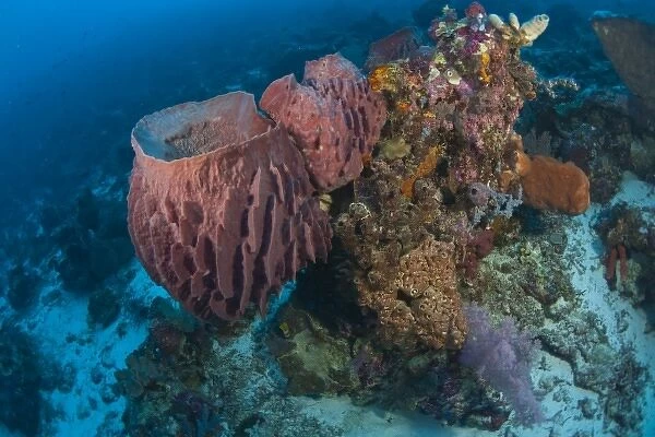 large barrel sponge, Scuba Diving at Tukang Besi  /  Wakatobi Archipelago Marine Preserve