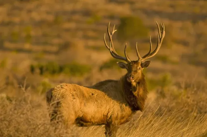 Framed Print : A large bull desert elk (Cervus elaphus) raw faced from feeding on prickly cactus Framed Print : A large bull desert elk (Cervus elaphus) raw faced from feeding on prickly cactus