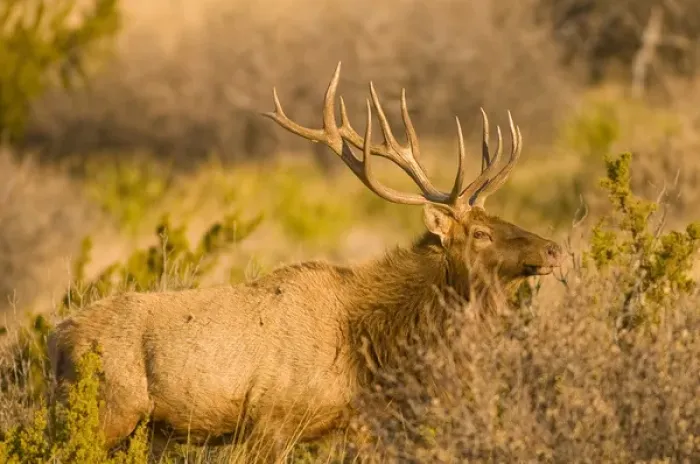 Framed Print : A large bull desert elk (Cervus elaphus) raw faced from feeding on prickly cactus Framed Print : A large bull desert elk (Cervus elaphus) raw faced from feeding on prickly cactus