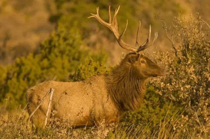Framed Print : A large bull desert elk (Cervus elaphus) raw faced from feeding on prickly cactus Framed Print : A large bull desert elk (Cervus elaphus) raw faced from feeding on prickly cactus