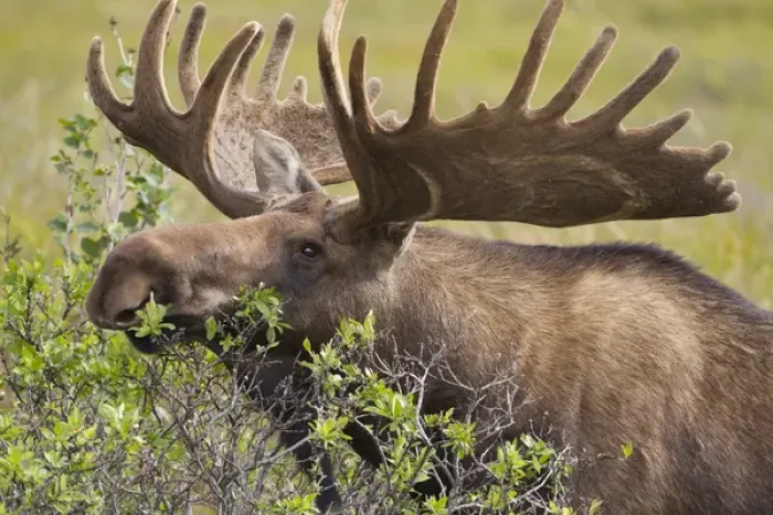 Framed Print : A large bull moose broses on willows in the tundra on the north of the Alaska Range Framed Print : A large bull moose broses on willows in the tundra on the north of the Alaska Range