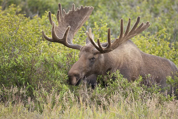 A large bull moose browses on willows on the tundra north of the Alaska Range in