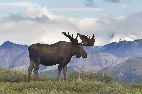 A large bull moose stands on the tundra of Denali National Park, with glacier covered