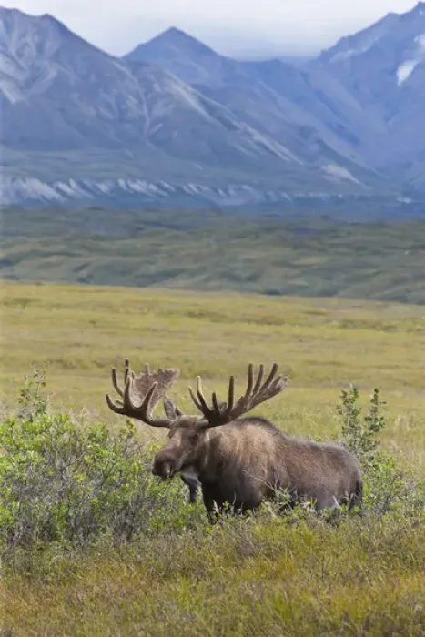 Framed Print : A large bull moose stands among willows on the tundra north of the Alaska Range