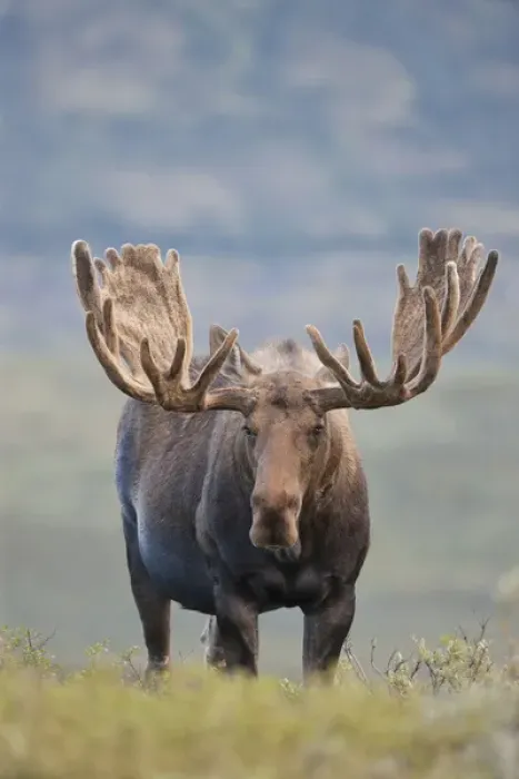 Framed Print : A large bull moose stands among willows on the tundra north of the Alaska Range Framed Print : A large bull moose stands among willows on the tundra north of the Alaska Range