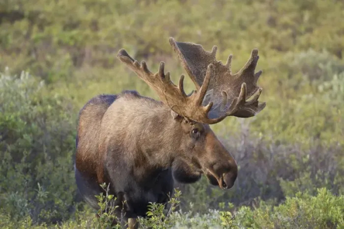 Framed Print : A large bull moose stands among willows on the tundra north of the Alaska Range Framed Print : A large bull moose stands among willows on the tundra north of the Alaska Range