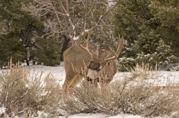 A large bull mule deer (Odocoileus hemionus) forages for food along the snowy south