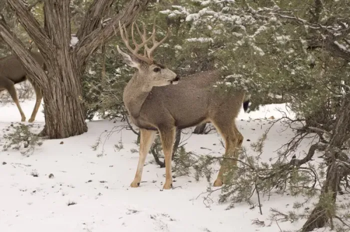 Framed Print : A large bull mule deer (Odocoileus hemionus) forages for food along the snowy south Framed Print : A large bull mule deer (Odocoileus hemionus) forages for food along the snowy south