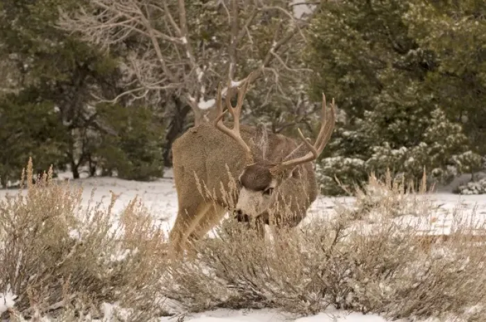 Framed Print : A large bull mule deer (Odocoileus hemionus) forages for food along the snowy south Framed Print : A large bull mule deer (Odocoileus hemionus) forages for food along the snowy south
