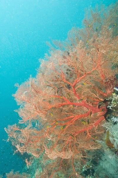 Large Colorful Sea Fan. Indonesia, Raja Ampat region of Papua (formerly Irian Jaya)