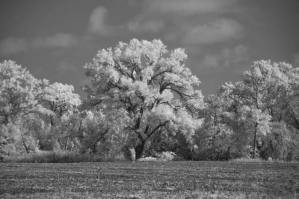 Large Cottonwood tree dominates other trees along side of field
