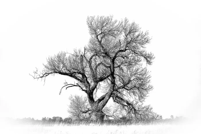 Framed Print : Large cottonwood tree at Quivira National Game Refuge Framed Print : Large cottonwood tree at Quivira National Game Refuge