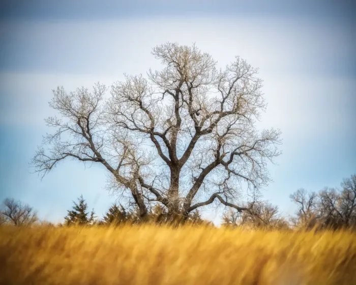 Framed Print : Large Cottonwood tree at Quivira National Game Refuge Framed Print : Large Cottonwood tree at Quivira National Game Refuge