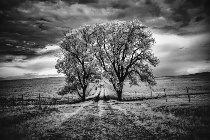Framed Print : Two large cottonwood trees arch over road Framed Print : Two large cottonwood trees arch over road