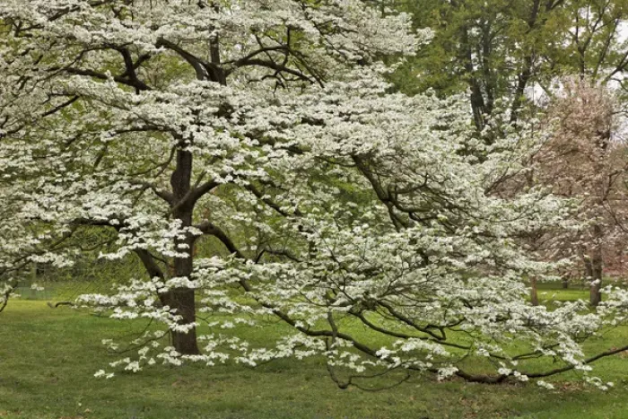 Framed Print : Large dogwood tree in full bloom, Audubon Park, Louisville, Kentucky