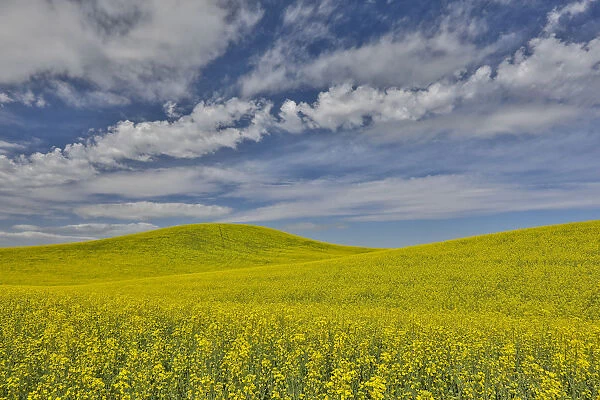 Large field of canola on Washington-Idaho border near Estes, Idaho