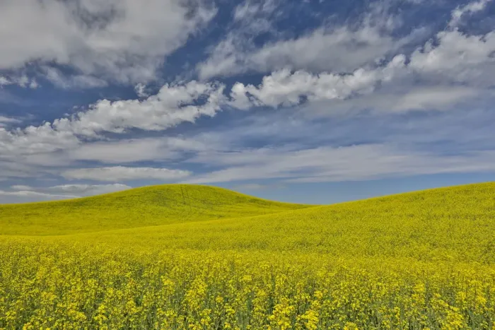 Framed Print : Large field of canola on Washington-Idaho border near Estes, Idaho Framed Print : Large field of canola on Washington-Idaho border near Estes, Idaho