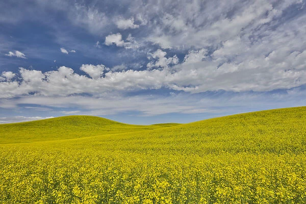 Large field of canola on the Washington State and Idaho border near Estes, Idaho
