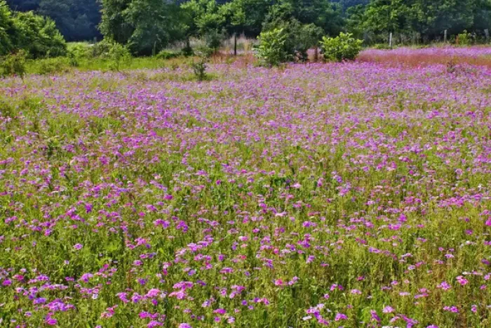 Framed Print : Large field of Drummond Phlox, Hilton Head Island, South Carolina Phlox drummondi Framed Print : Large field of Drummond Phlox, Hilton Head Island, South Carolina Phlox drummondi