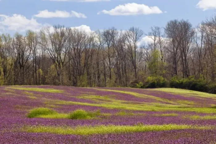 Framed Print : Large field of Henbit flowers in full bloom, Kentucky