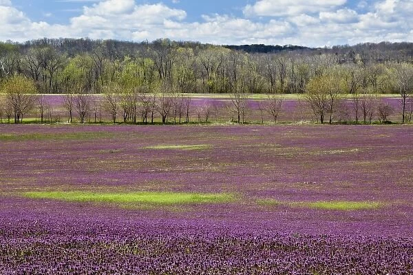 Large field of Henbit flowers in full bloom, Kentucky