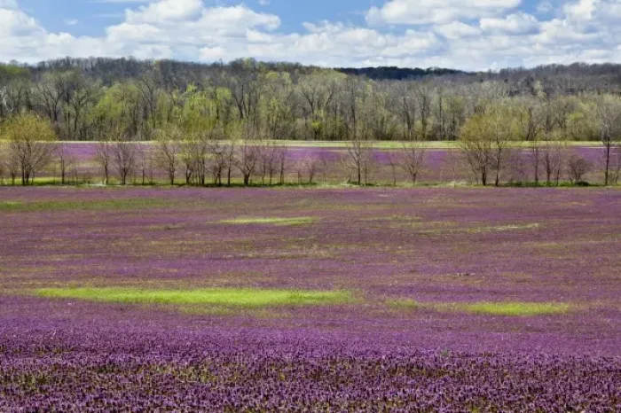 Framed Print : Large field of Henbit flowers in full bloom, Kentucky