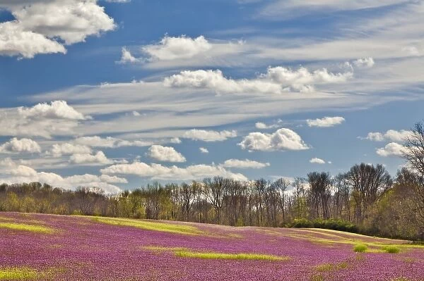 Large field of Henbit flowers in full bloom, Kentucky