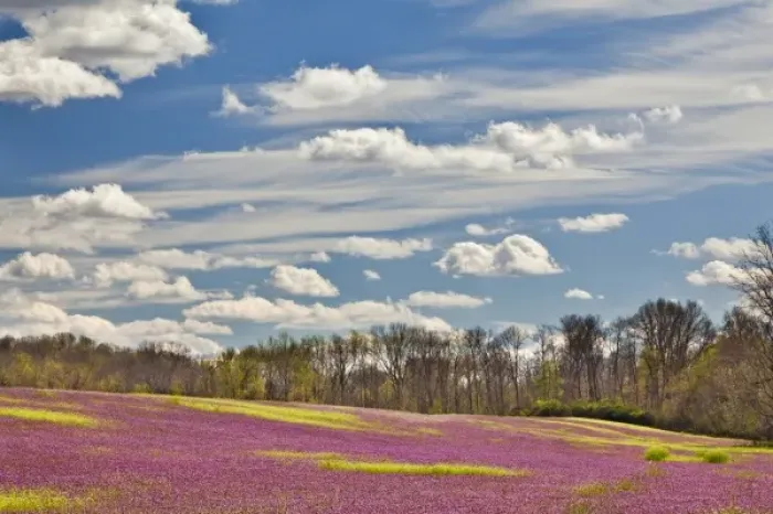 Framed Print : Large field of Henbit flowers in full bloom, Kentucky Framed Print : Large field of Henbit flowers in full bloom, Kentucky