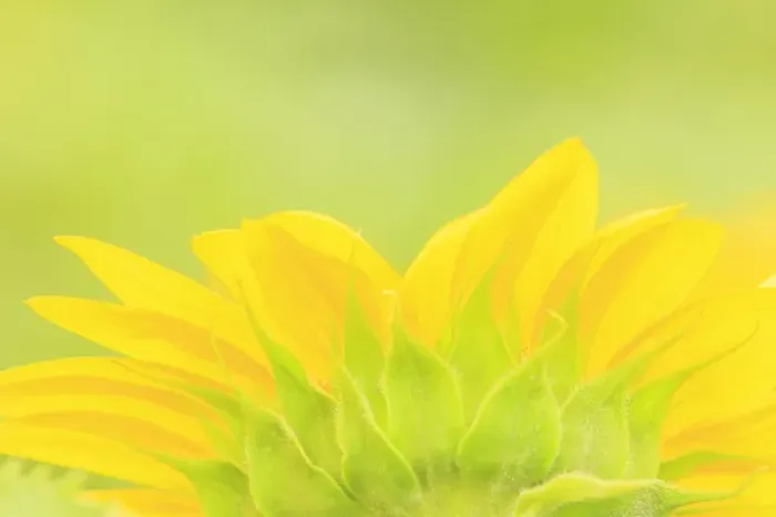 Framed Print : large field of sunflowers near Moses Lake, WA, USA