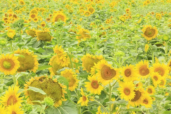 large field of sunflowers near Moses Lake, WA, USA