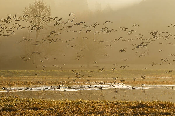 Large flock of ducks and geese taking flight