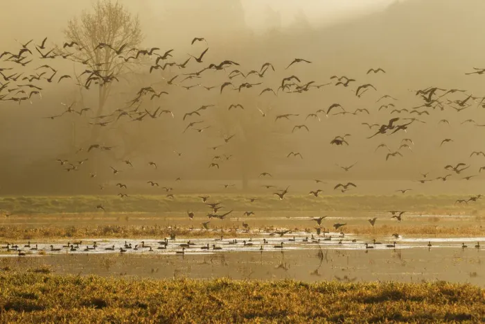 Framed Print : Large flock of ducks and geese taking flight