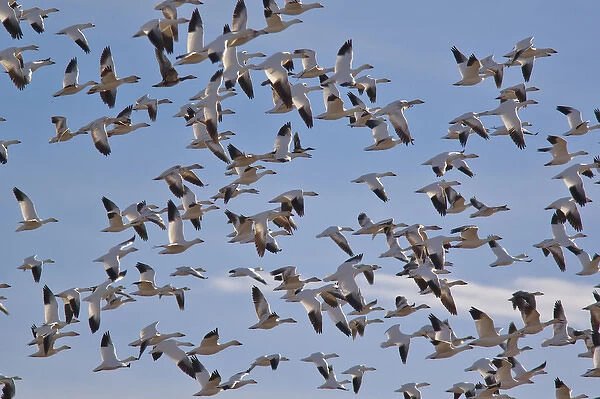 Large flock of snowgeese take flight at Bosque del Apache NWR in New Mexico