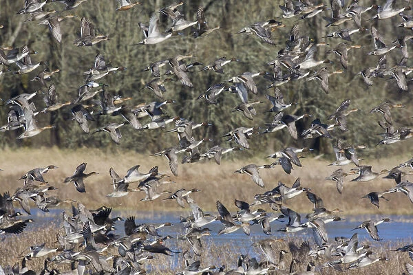 Large flock of waterfowl taking flight