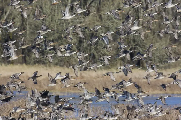 Framed Print : Large flock of waterfowl taking flight Framed Print : Large flock of waterfowl taking flight